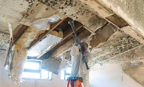 Best Asbestos and Lead Testing During Mold Inspection  in Wilder, KY